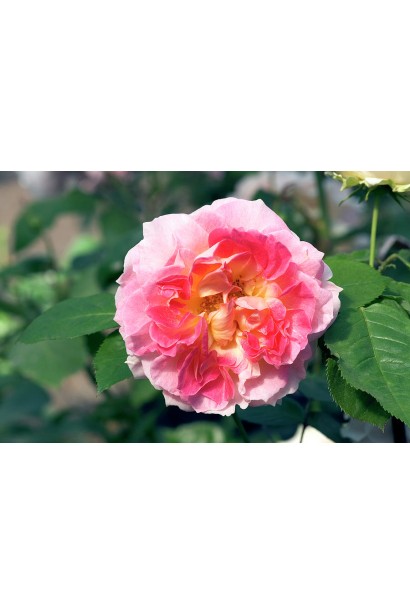 Rose climbing Cesar відгуки пелюстки